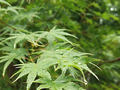 -四里河滨水生态公园