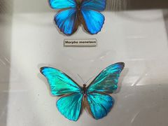 -上海大自然野生昆虫馆(东方明珠·爬宠昆虫探索中心)