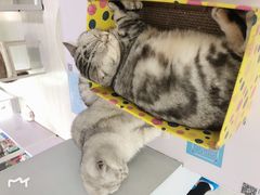 -喵的天空名猫咖啡馆·撸猫·猫舍·用品