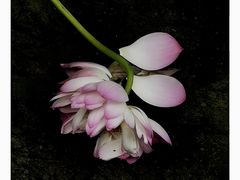 -西南交通大学(九里校区)