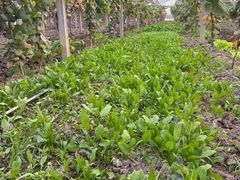 -马陆小张葡萄园农家乐