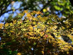 -杭州半山国家森林公园