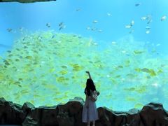 -芜湖新华联大白鲸海洋公园