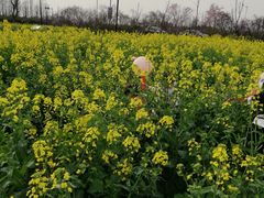 -田园东方蜜桃村的田野营地