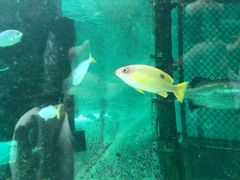 -悉尼海洋生物水族馆