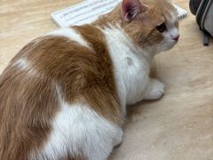 -帕帕拉兹宠物(亚洲旗舰店)