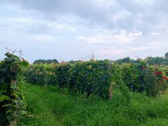 -安德鲁户外烧烤帐篷营地(马泉营店)