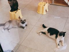 -猫咪博物馆(顶澳仔猫街店)