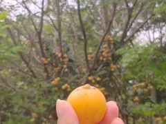 -塘栖枇杷特色园区