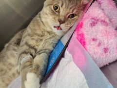 -艾贝尔宠物医院·24H转诊中心·肿瘤猫专科(江宁双龙店)