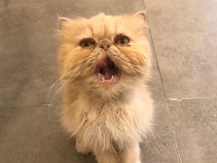 -飞行喵MR PILOT|猫舍·猫咖(静安大融城店)