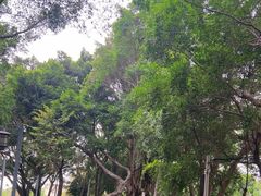 -王借岗森林公园