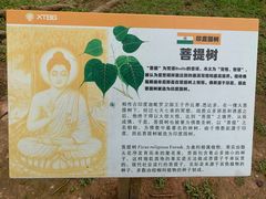 -西双版纳原始森林公园