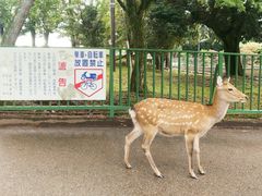 -奈良公园