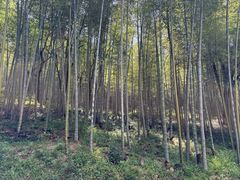 -大余丫山旅游度假区