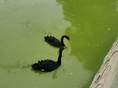 -石家庄市动物园