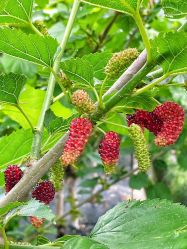 -太湖雪蚕桑文化园