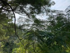 -深圳仙湖植物园