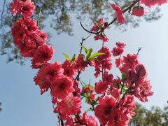 -桃花涧