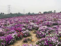 -紫颐香薰山谷景区