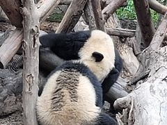 景点-成都大熊猫繁育研究基地