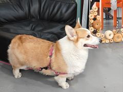 -LaFBagel手作烘焙工作室
