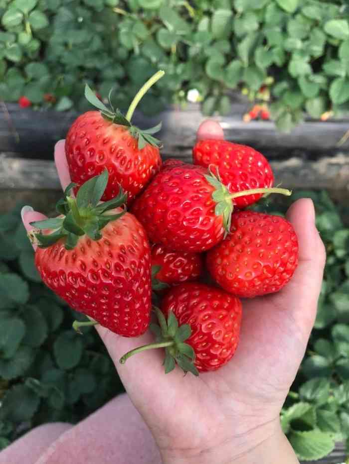 草莓苑-"去建德玩,顺路去的.草莓挺新鲜,场地不大."-大众点评移动版