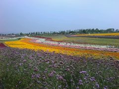android_upload_pic-紫颐香薰山谷景区