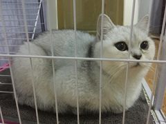 -伟伟宠物医院·瑞派猫友好医院·猫科(光谷店)