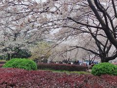 -武汉大学-樱园