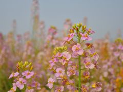 -中国天府农业博览园