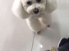 -精灵岛宠物生活馆(洪泽花园店)
