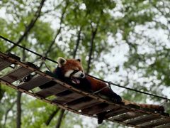 -上海野生动物园