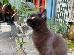 -喵屿·大理花园猫咖