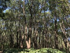 -昆山城市生态森林公园