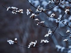 -顾村公园