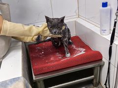 -瑞鹏宠物医院·爱宠堂·骨外专科(西荷分院)