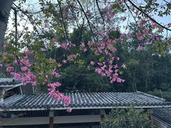 -广州市帽峰山景区