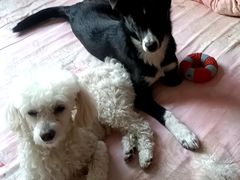 -瑞派福兴宠物医院犬猫全科·骨科·中西医结合(河东店)