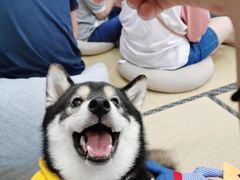 -逗柴咖啡屋·狗咖猫咖宠物桌游