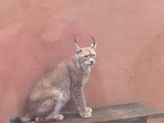 -青藏高原野生动物园