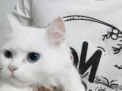-山宅一喵德文卷毛猫舍