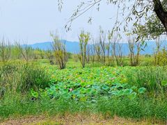 -野鸭湖国家湿地公园