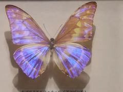 -上海大自然野生昆虫馆(东方明珠·爬宠昆虫探索中心)