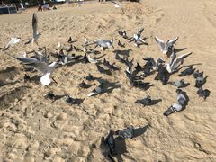 -海云台海滩
