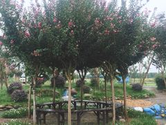 -武汉紫薇都市田园