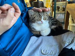 -猫小院猫主题餐厅(南锣旗舰店)