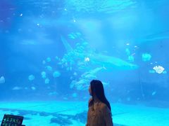 -烟台海昌鲸鲨海洋公园