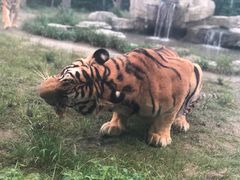 -上海野生动物园老虎餐厅