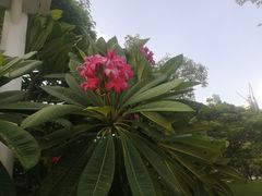 -深圳湾公园(南山区)
